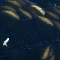 Gấu Bắc Cực lao xuống biển đoạt mạng cá voi trắng