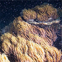 Phá vỡ sự "yên tĩnh ma quái", sử dụng âm thanh để phục hồi… các rạn san hô chết