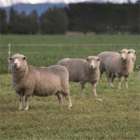 New Zealand lai tạo loại cừu ít xì hơi để ngăn biến đổi khí hậu