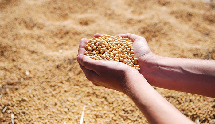 Sản xuất màng bọc thực phẩm từ đậu tương