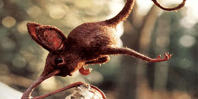 Nosewalker - Loài động vật kì lạ nhất Trái đất, dù có chân nhưng lại dùng mũi để di chuyển