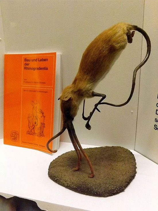 Nosewalker - Loài động vật kì lạ nhất Trái đất, dù có chân nhưng lại dùng mũi để di chuyển