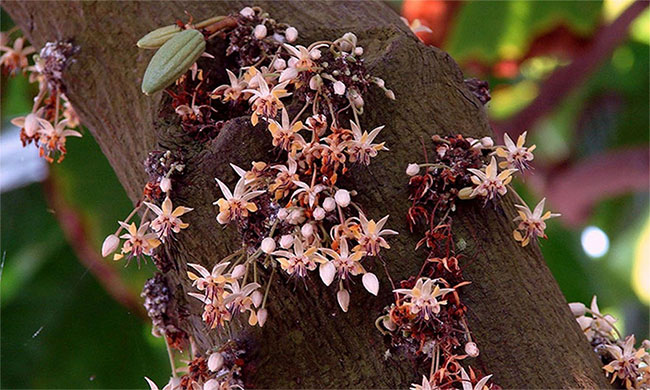 Lạ kỳ loài cây tự 