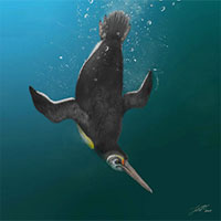 Phát hiện loài chim cánh cụt cổ đại ở New Zealand