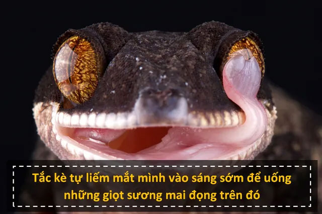 Những sự thật khoa học ít được biết đến sẽ khiến bạn không khỏi hoài nghi