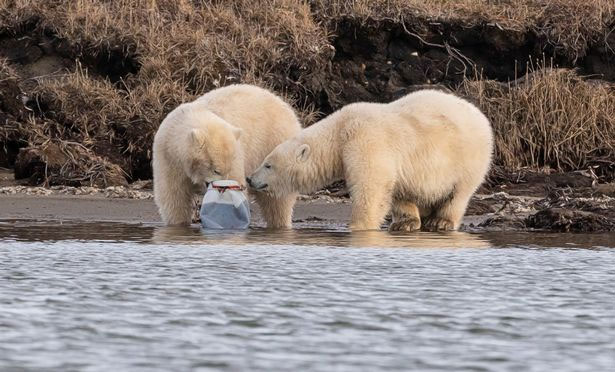 Bức ảnh gây chấn động ở Alaska