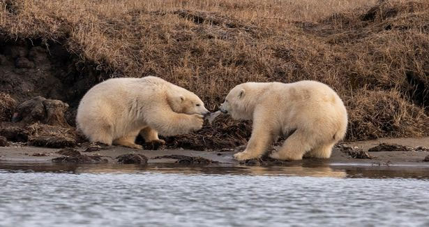Bức ảnh gây chấn động ở Alaska