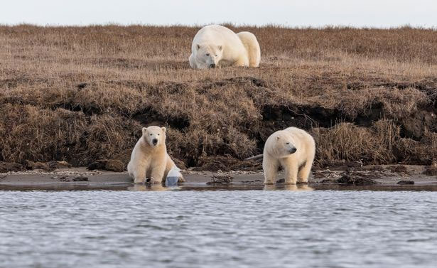 Bức ảnh gây chấn động ở Alaska