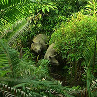 Indonesia phát hiệm thêm 4 cá thể tê giác Java non