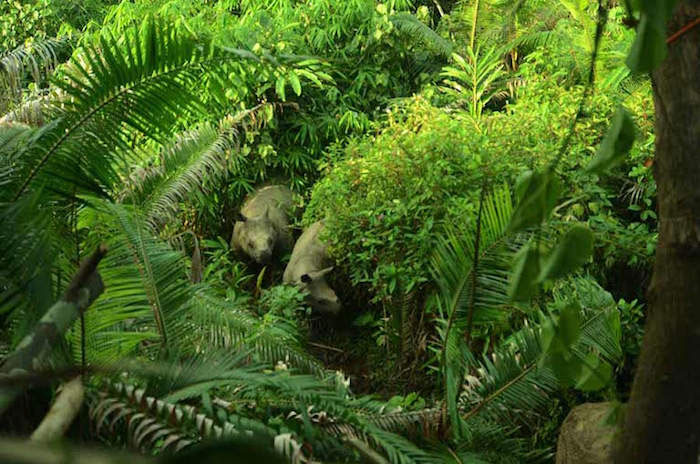 Indonesia phát hiệm thêm 4 cá thể tê giác Java non
