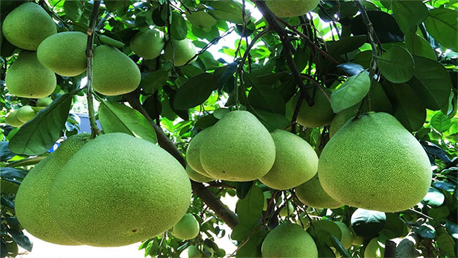 Một quả bưởi có tác dụng bằng 10 loại thuốc, nhưng lưu ý điều này mới đạt được hiệu quả