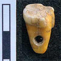 Phát hiện răng người 8.500 năm tuổi dùng làm trang sức