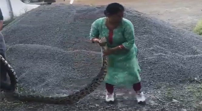 Người phụ nữ tay không bắt trăn nặng 20kg