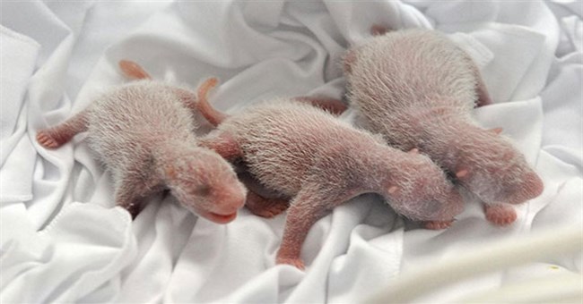 Giới khoa học đau đầu tìm lời giải "Tại sao gấu trúc khổng lồ mới sinh chỉ nặng 100 gram"?