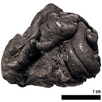 "Kẹo cao su" thời đồ đá hé lộ cuộc đời cô gái sống 5.700 năm trước