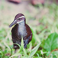 Loài chim quý đảo Guam quay lại sau 40 năm tuyệt chủng