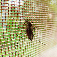 Phát triển thành công loại màn vừa an toàn với người, vừa tiêu diệt muỗi cực hiệu quả