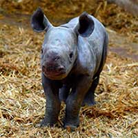 Tê giác đen cực kỳ nguy cấp chào đời tại sở thú Pháp
