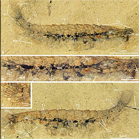 Bộ não hóa thạch được tìm thấy trong các sinh vật giống như bọ cổ đại