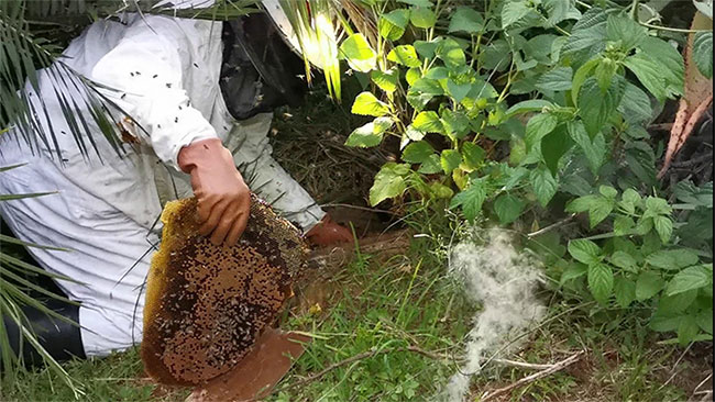 Kịch tính màn bắt trăn “khủng“ hơn 4m, thợ bắt bị “kẻ thứ 3“ tấn công quyết liệt