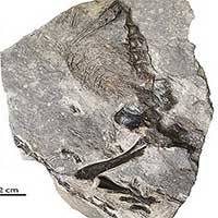 Hóa thạch 309 triệu năm của mẹ con thằn lằn