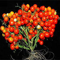 Cà chua biến đổi gene cho ra quả chùm như nho để rút ngắn thời gian thu hoạch, tăng năng suất