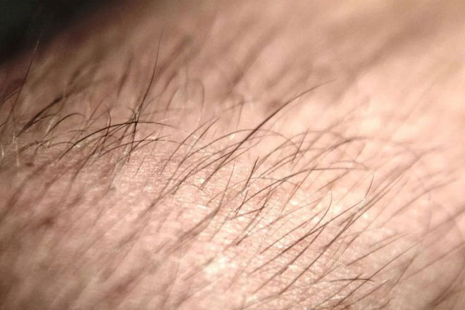 Tại sao con người phải cắt tóc còn các loài động vật khác thì không cần?