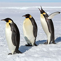Vì sao chim cánh cụt "thích" đẻ trứng vào mùa đông?