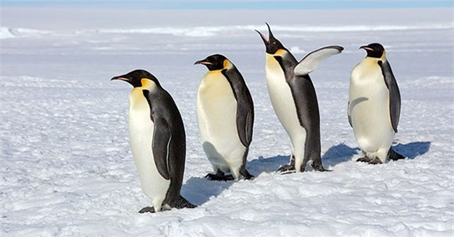 Vì sao chim cánh cụt "thích" đẻ trứng vào mùa đông?