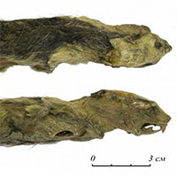 Phát hiện xác chuột đóng băng 41.300 năm còn nguyên lông