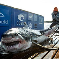 Cá mập trắng khổng lồ bơi 2370km từ bờ biển Canada sang Mỹ