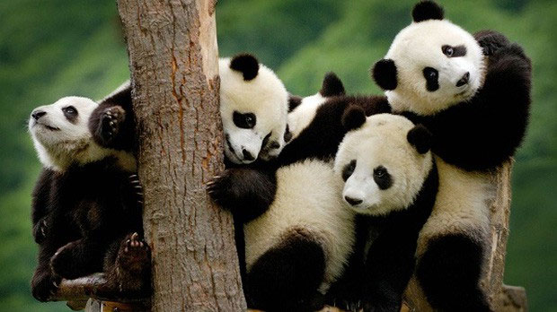 Tại sao gấu trúc thích nghe tình ca khi làm 