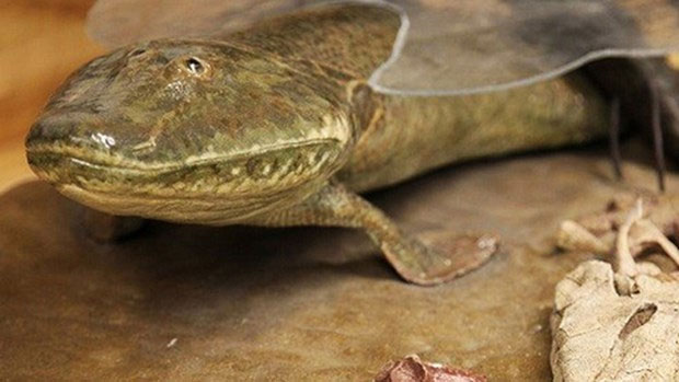 Loài cá cổ đại Tiktaalik roseae đã đi bộ trên mặt đất như thế nào?