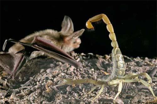 Loài dơi pallid không hề sợ nọc độc của bọ cạp nổi tiếng nhất châu Mỹ.