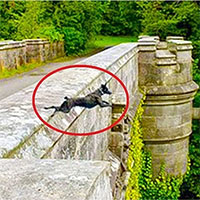 Cầu tự sát của chó ở Scotland