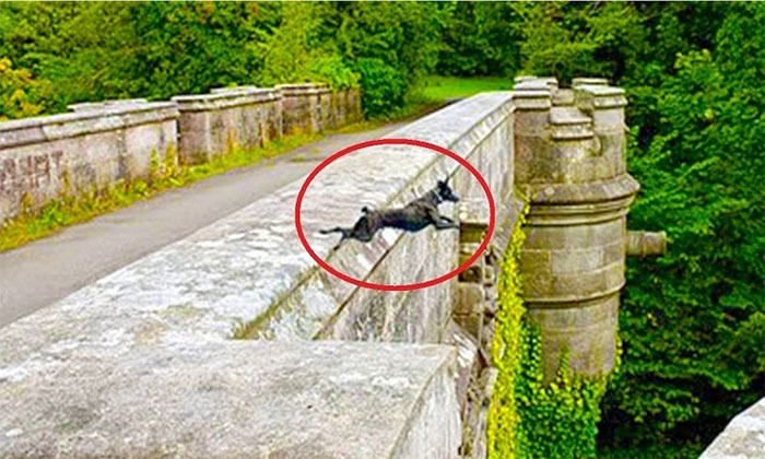 Cầu tự sát của chó ở Scotland