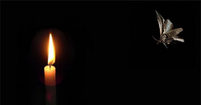 Vì sao con thiêu thân thích "đâm đầu" vào ánh sáng?