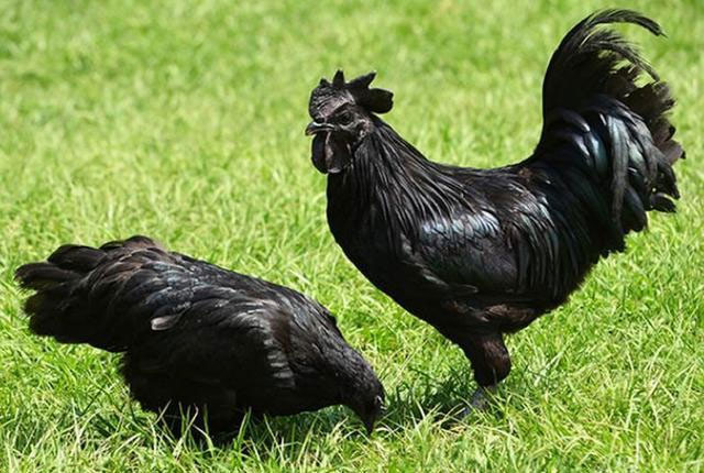 Giống gà quý có màu đen từ trong ra ngoài