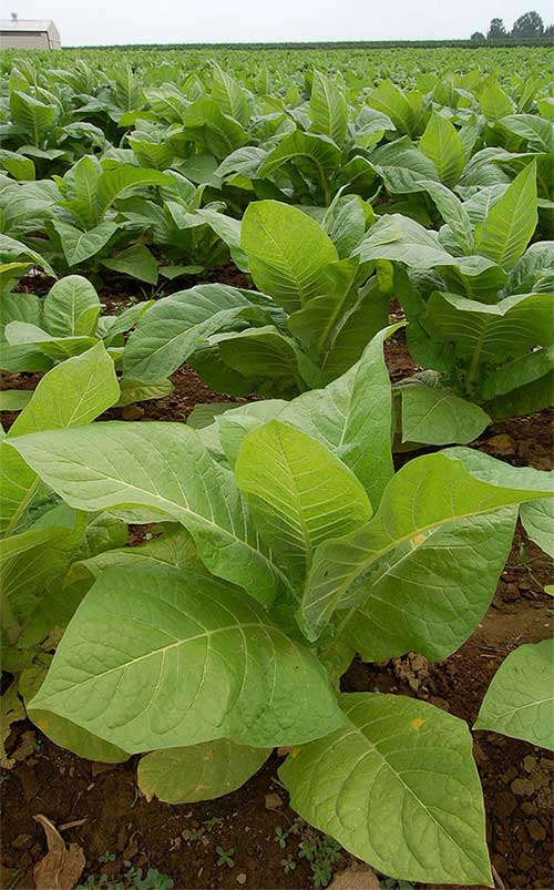 Bất ngờ loài cây đầu tiên người tiền sử thuần dưỡng