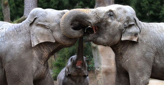 Vì sao mũi của loài voi lại tiến hóa để dài như vậy?