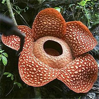 Bông hoa xác thối lớn nhất thế giới nở tại Indonesia