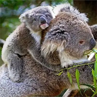 Những sự thật bất ngờ về loài gấu Koala