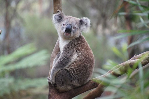 Những sự thật bất ngờ về loài gấu Koala