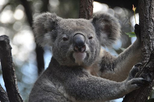Những sự thật bất ngờ về loài gấu Koala