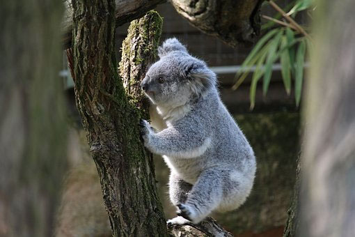 Những sự thật bất ngờ về loài gấu Koala