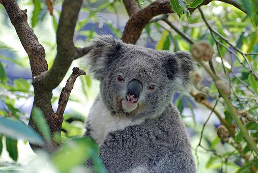 Những sự thật bất ngờ về loài gấu Koala
