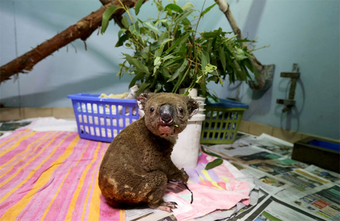 Gấu Koala sống sót ra sao sau vụ cháy rừng ở Australia?