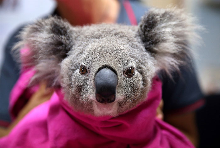 Gấu Koala sống sót ra sao sau vụ cháy rừng ở Australia?
