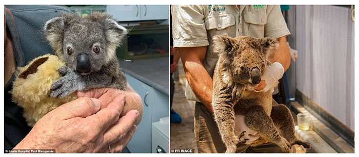 Gấu Koala sống sót ra sao sau vụ cháy rừng ở Australia?