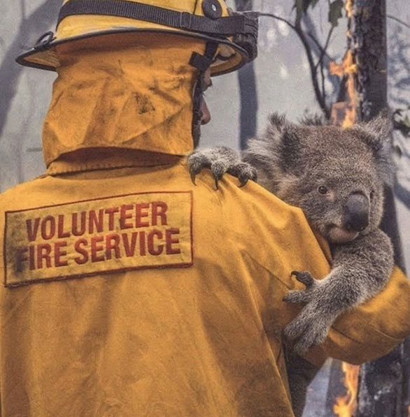 Những sự thật bất ngờ về loài gấu Koala
